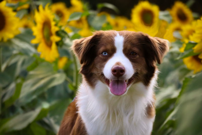 Étalon Berger Américain Miniature - Tessa Of American Madness