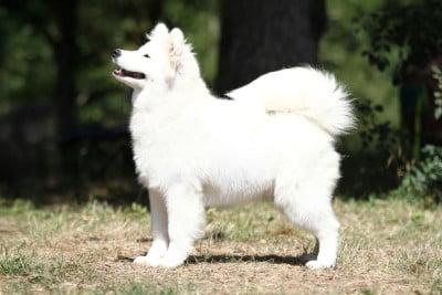 Étalon Samoyède - Amazing day arya of Karasea