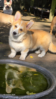 Étalon Welsh Corgi Pembroke - Austine du Chemin des Contrebandiers