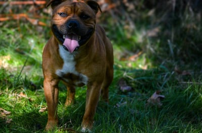 Étalon Staffordshire Bull Terrier - Univers Des Songeurs O'Crocs Blancs}