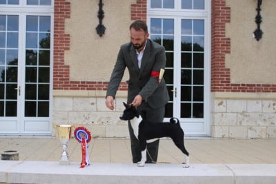 Étalon Basenji - intisara'z Opal