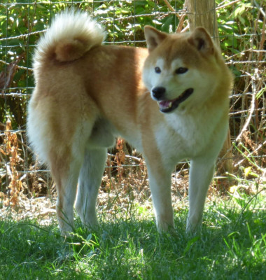 Étalon Shiba - shan-shohrat Genjiro