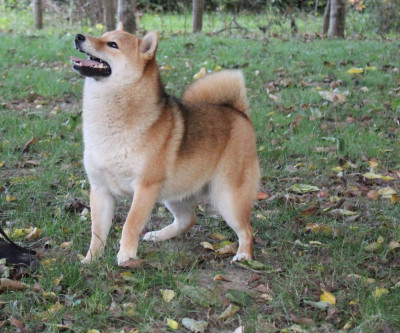 Étalon Shiba - Viera La Colline D'olga