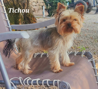 Étalon Yorkshire Terrier - Tichou Du Domaine De La Lézardière