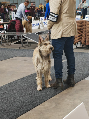Étalon Berger de Picardie - Vyctoire Des Bergers Du Desert