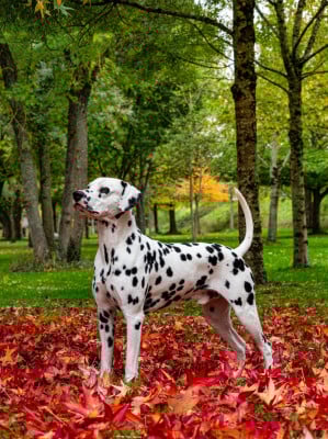 Étalon Dalmatien - CH. puntinato ballante Winner gold
