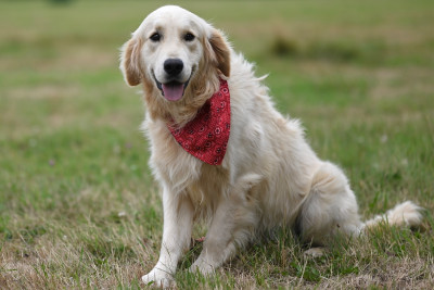 Étalon Golden Retriever - Vyctorio valentino blue De La Vallée Du Petit Pré