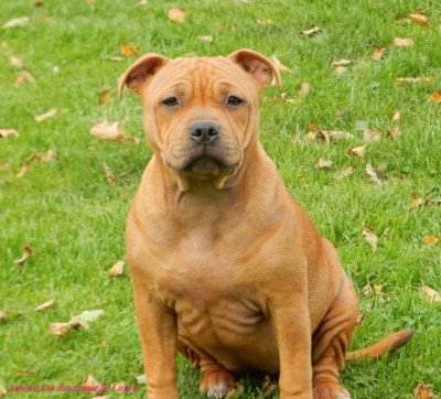 Étalon Staffordshire Bull Terrier - Athéna Du Royaume De Layka
