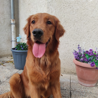 Étalon Golden Retriever - Ariette Du Bois Chenes Tauzains