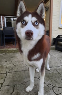 Étalon Siberian Husky - Vodka la meute du pays de bray