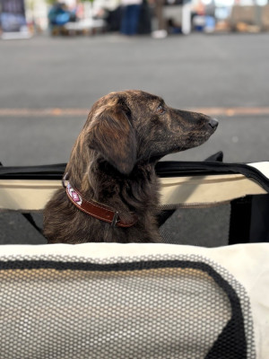 Étalon Cursinu - Vittoria Des Joyaux D'Orsini