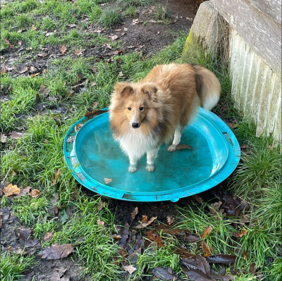 Étalon Shetland Sheepdog - Amour Éternel aru Du Jardin D'aouregan