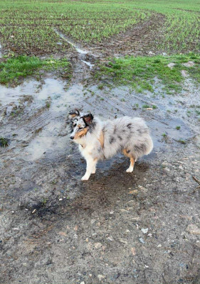 Étalon Shetland Sheepdog - Atomic aquali Du Jardin D'aouregan
