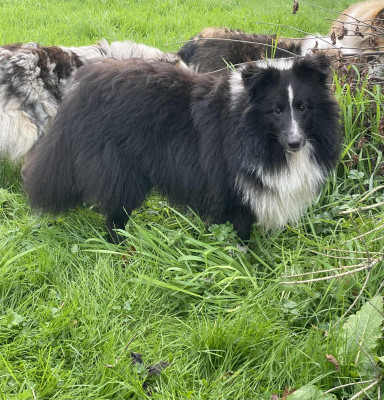 Étalon Shetland Sheepdog - Atomic black and white dit guster des Bordes Rouges
