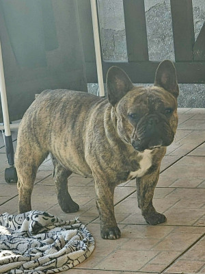 Étalon Bouledogue français - Unica Du Domaine De Pharock