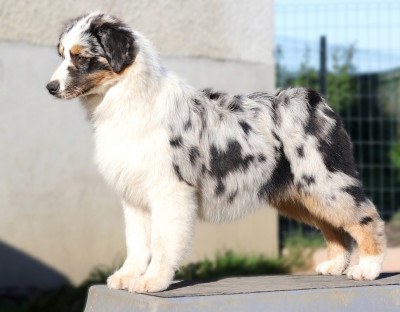 Étalon Berger Australien - Azteca chantico of go Fast Storm