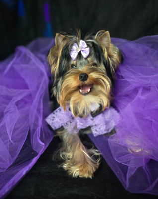 Étalon Yorkshire Terrier - magnus fortuna Vanserra Eris