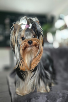 Étalon Yorkshire Terrier - magnus fortuna Yanika