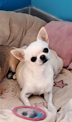 Étalon Chihuahua - CH. modo di vita Aglaiya