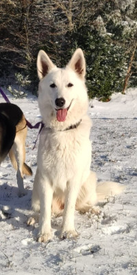 Étalon Berger Blanc Suisse - Volga Du Val De Saint-Genis