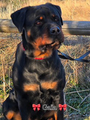 Étalon Rottweiler - V'gaia Des Blacks Pearls Addiction