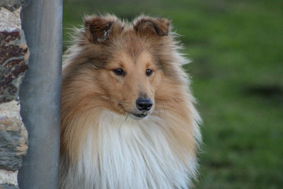 Étalon Shetland Sheepdog - Vegas des petites fées des sables