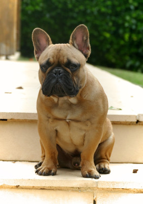 Étalon Bouledogue français - Vidjay Des Roseaux De Nikaya
