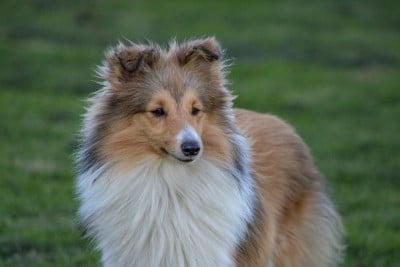 Étalon Shetland Sheepdog - Vangelis felicity Des Tresors Du Sphinx