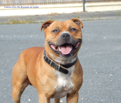 Étalon Staffordshire Bull Terrier - Univers eros Du Royaume De Layka