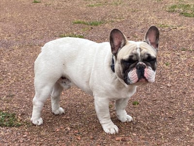 Étalon Bouledogue français - Tous les matins du monde Volpone