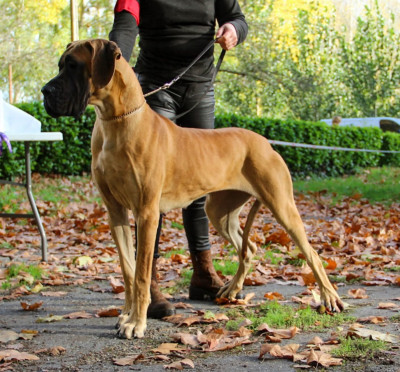 Étalon Dogue allemand - Vestmanna De Batthory
