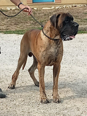Étalon Dogue allemand - Thor des armoires aux têtes d'or
