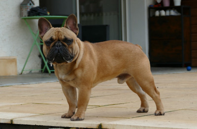 Étalon Bouledogue français - Vidjay Des Roseaux De Nikaya