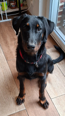 Étalon Berger de Beauce - Austine Du Looberghois