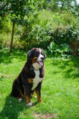 Étalon Bouvier Bernois - Vanille des Petits Cailloux De La Klentsch