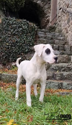 Étalon Dogo Argentino - Amancay cerro de los condores