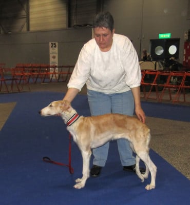Étalon Barzoi - Artemis a love tale du Domaine d'Iasnaïa-Poliana