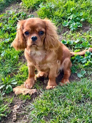 Étalon Cavalier King Charles Spaniel - Alice Du puits des sortileges