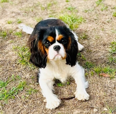 Étalon Cavalier King Charles Spaniel - Aria of Beauties the Isle