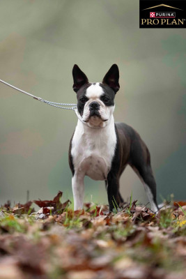 Étalon Boston Terrier - Victoire Sweeties Doggies