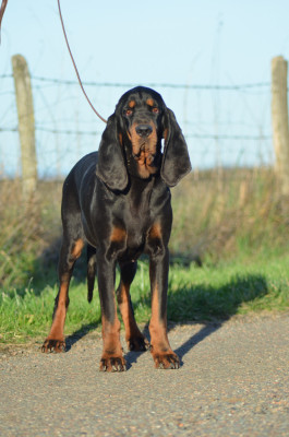 Étalon Chien noir et feu pour la chasse au raton laveur - CH. Untress Della Casa Di Lombardo