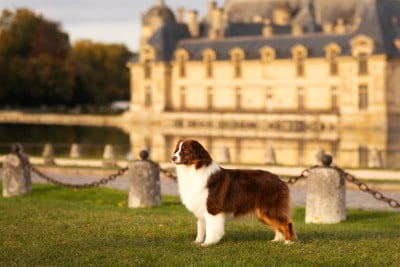 Étalon Berger Australien - Vegas two times Di Bellu Soniu