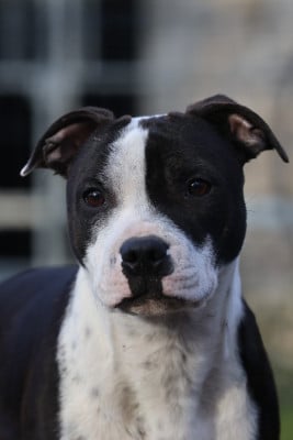 Étalon Staffordshire Bull Terrier - Accroch toi bb ça va swinguer aka panda of Spirit Wolf Addict