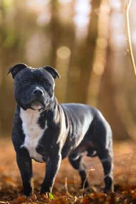 Étalon Staffordshire Bull Terrier - Aston martin of Spirit Wolf Addict