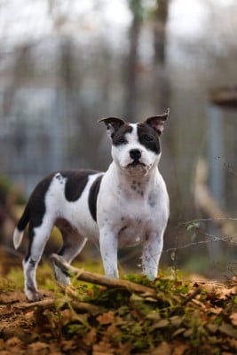 Étalon Staffordshire Bull Terrier - Amazing dream kiss aka bisous of Spirit Wolf Addict