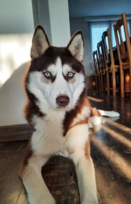 Étalon Siberian Husky - Vodka la meute du pays de bray
