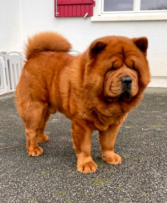 Étalon Chow Chow - old sweetland's Veyzh dit tosha