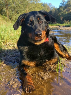 Étalon Berger de Beauce - Victoire Les Pensées Du Soleil