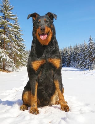 Étalon Berger de Beauce - Sexy lady des fontaines de l'eau salée