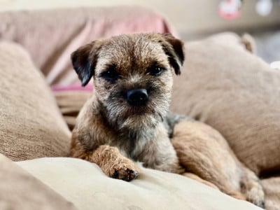 Étalon Border Terrier - Aiga Viva Vé la